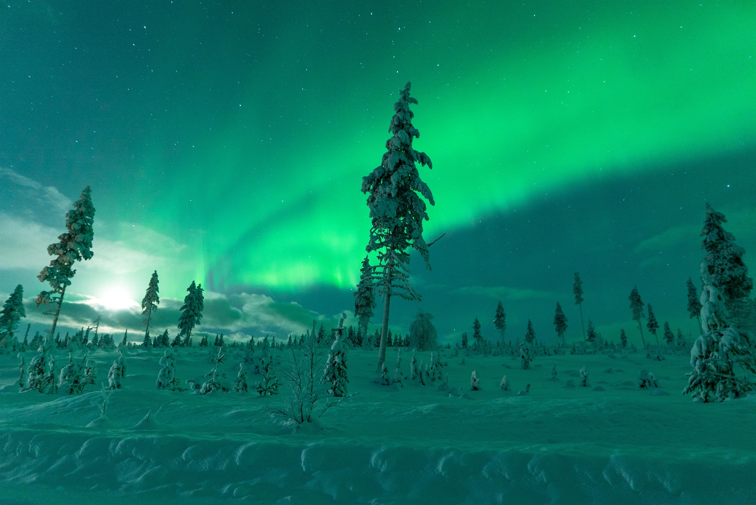 Wide aurora arc over a snowy forest on a northern lights tour in Lapland