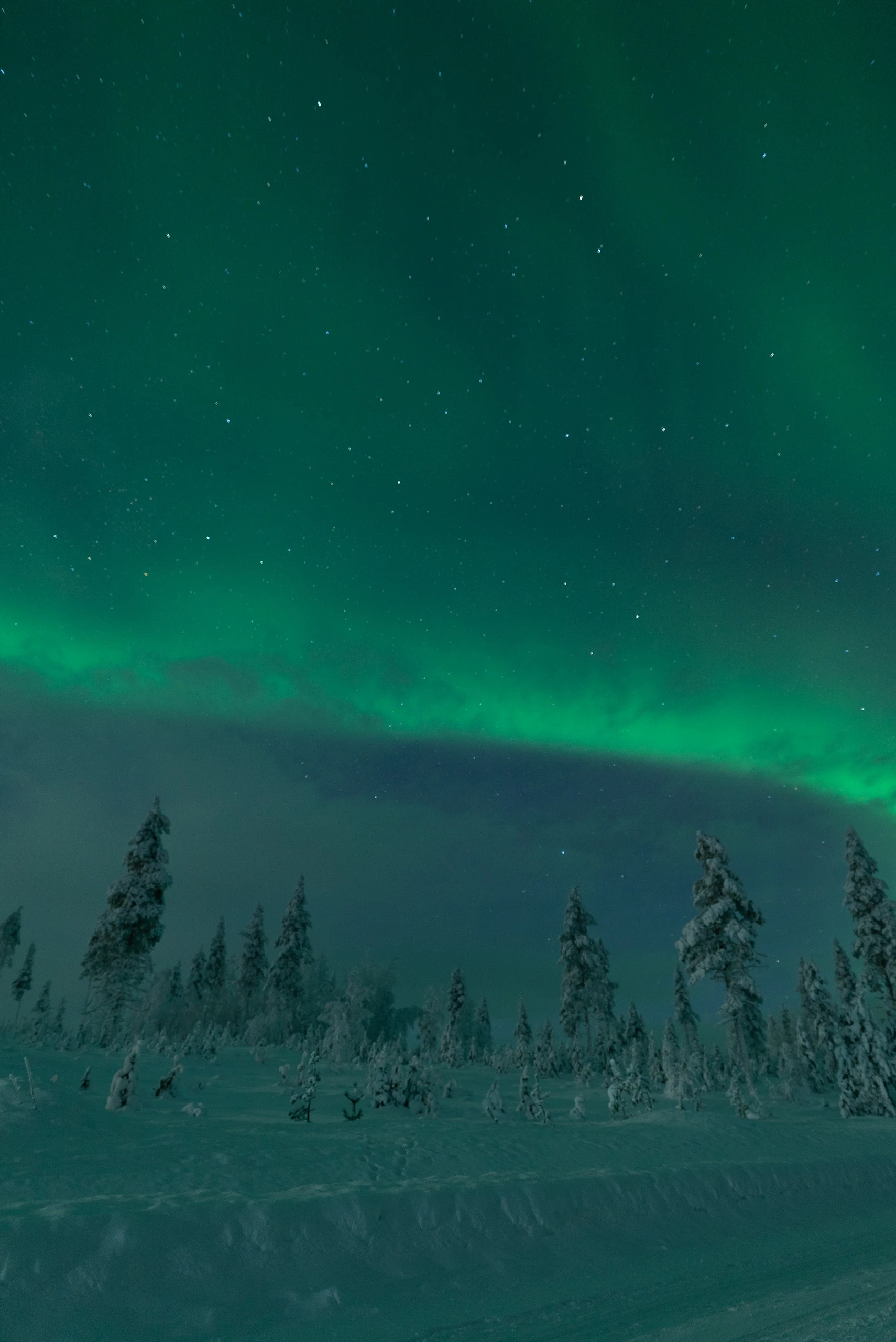 Northern lights band over a snowy spruce forest in Finnish Lapland