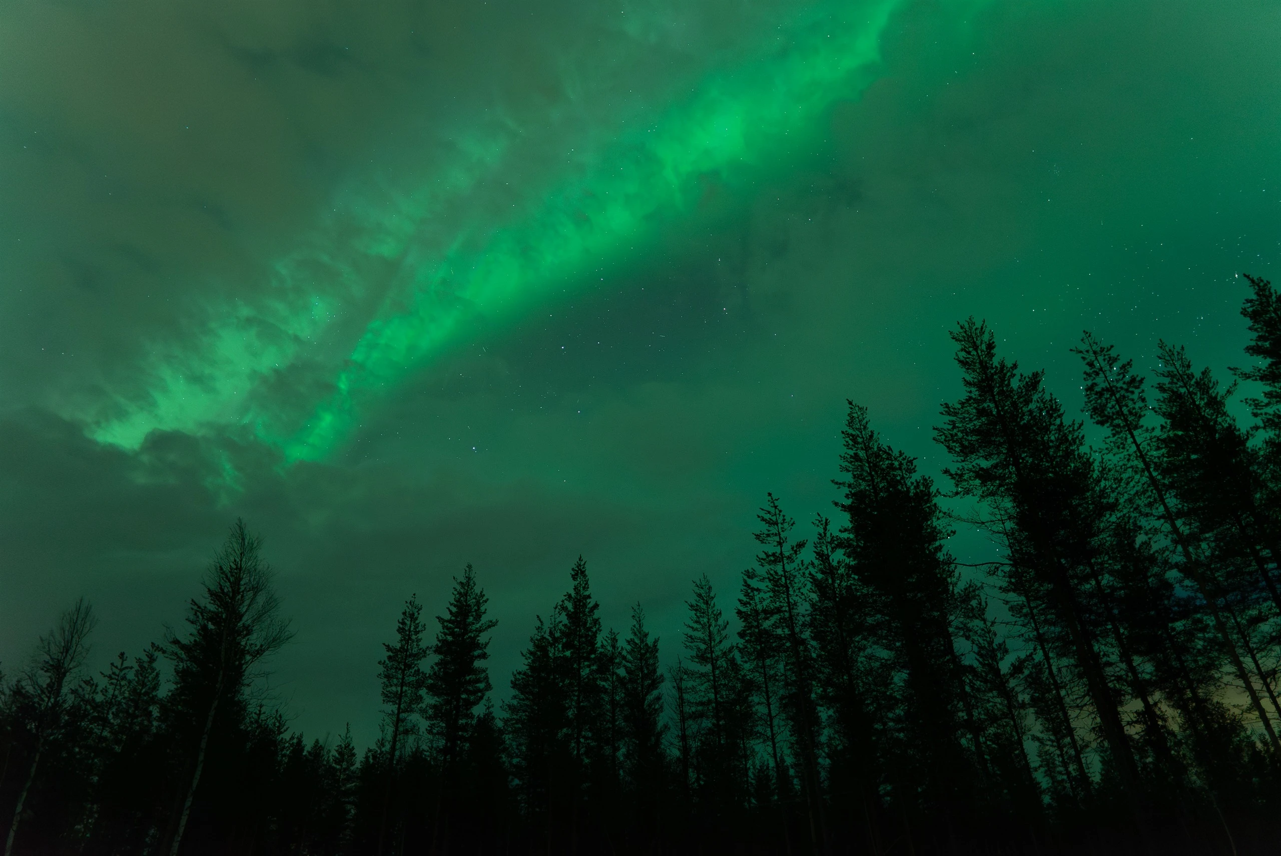 Green aurora over pine trees in Finnish Lapland