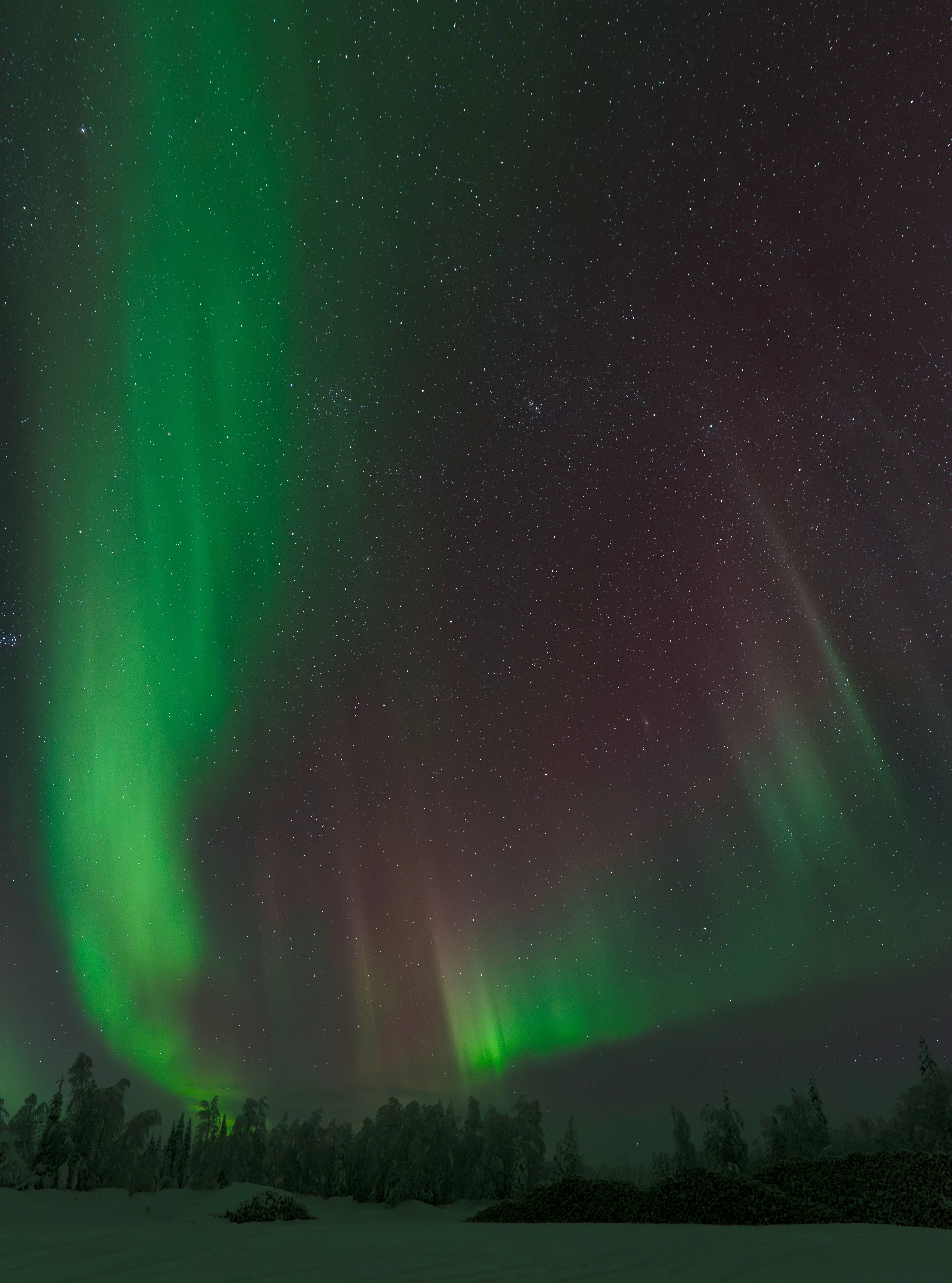 Green northern lights over the snowy forest on an aurora hunt from Rovaniemi